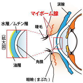 眼球断面図・涙構造図